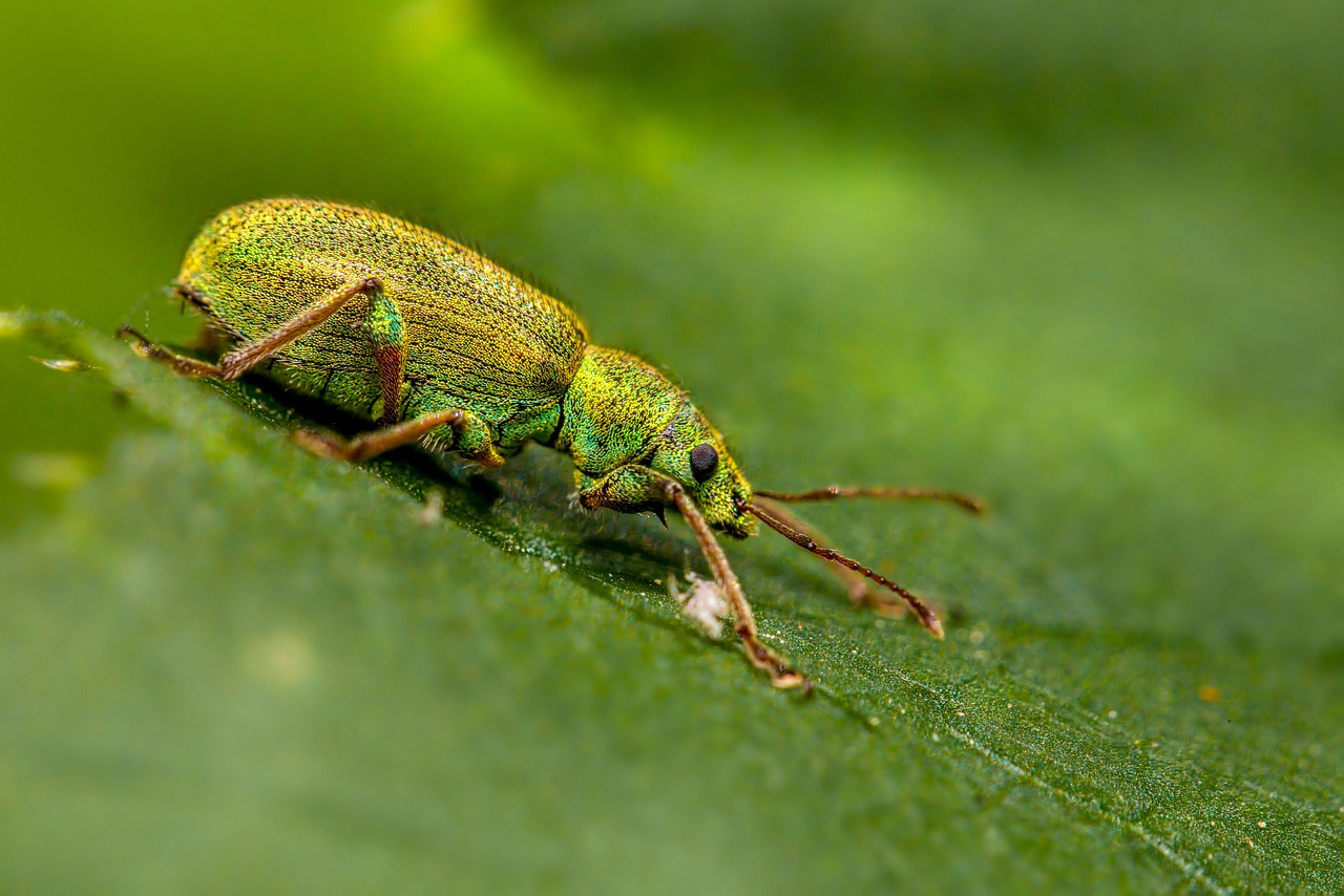 découvrez nos solutions pour identifier et résoudre les bugs informatiques. optimisez vos applications et améliorez l'expérience utilisateur grâce à nos conseils et outils dédiés.