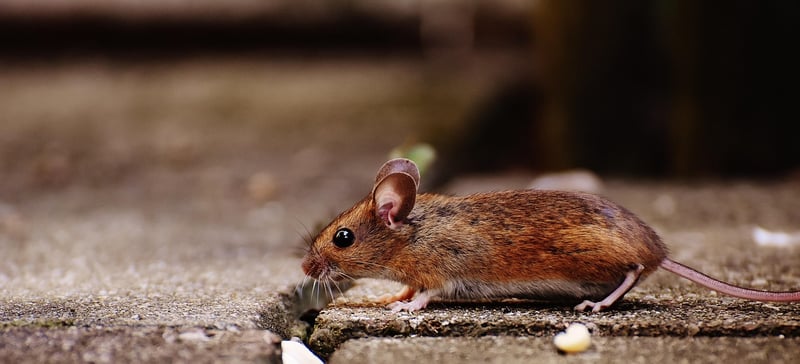 Les innovations des souris vertébrales pour le confort