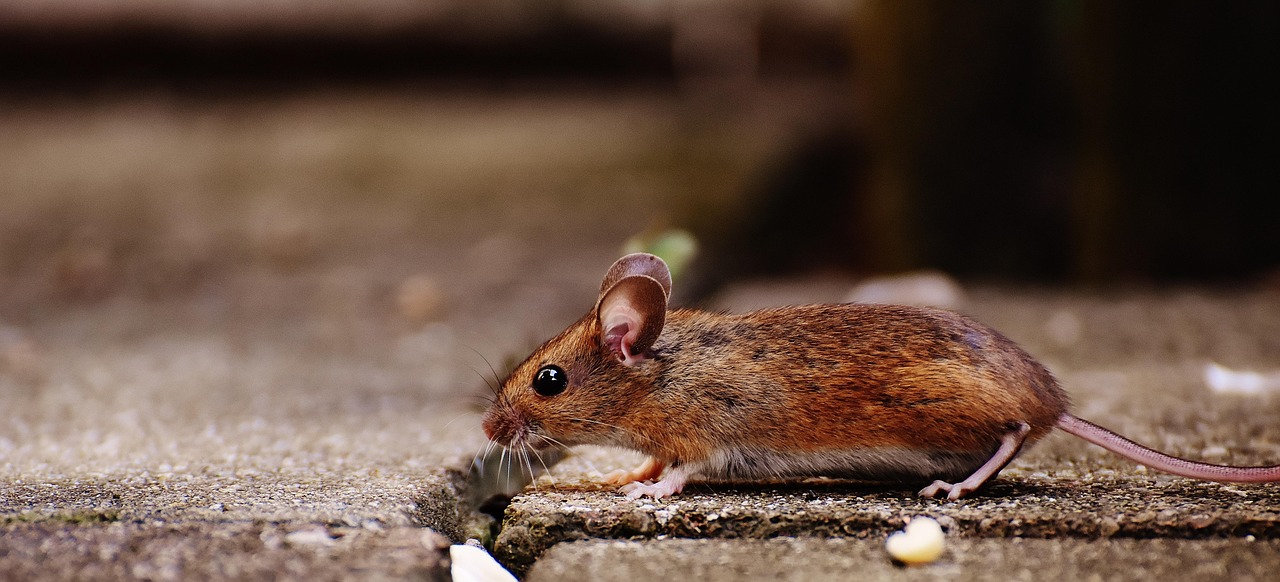 Les innovations des souris vertébrales pour le confort