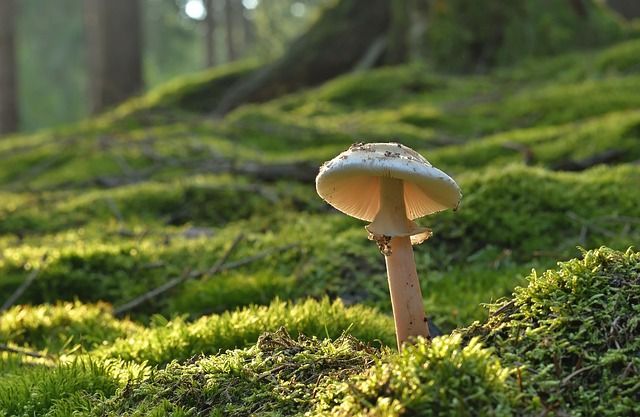 Super Micro : Découvrez cette perle rare des actions technologiques et les raisons de s’y intéresser dès maintenant !