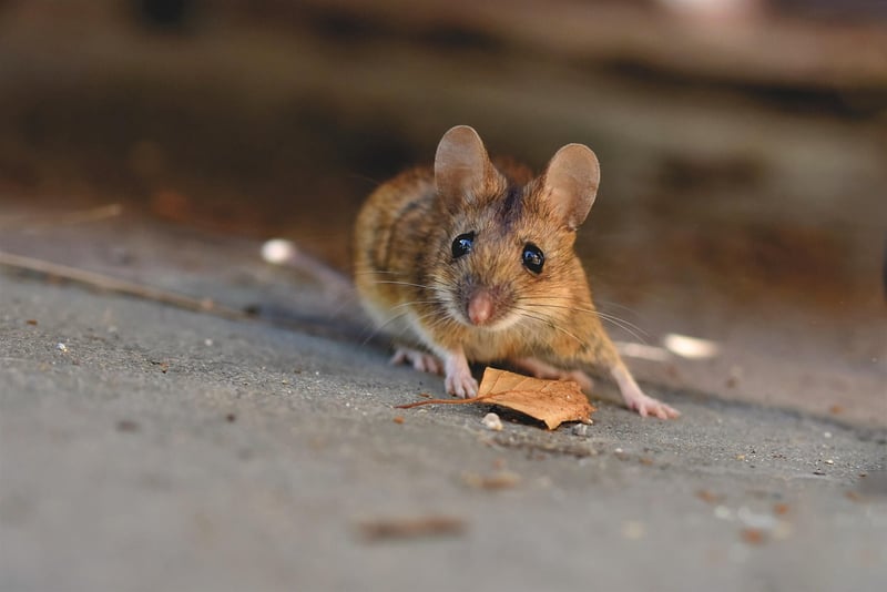 Une offre exceptionnelle : cette souris Logitech à un prix inédit jamais vu !