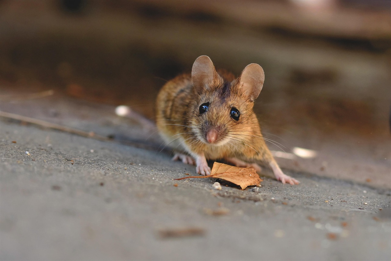 Une offre exceptionnelle : cette souris Logitech à un prix inédit jamais vu !