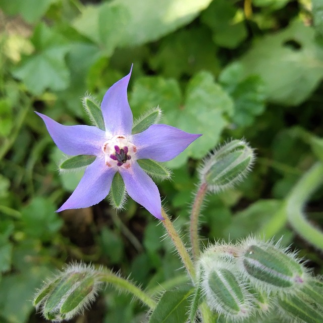 Le « permacomputing » : fusionner la permaculture et l’informatique pour un avenir durable