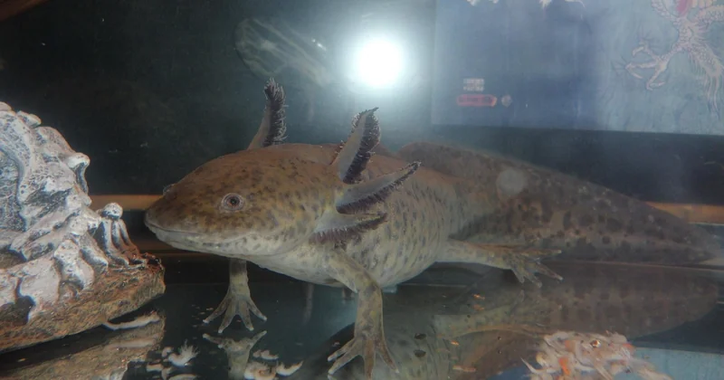 L'axolotl en ferme automatique : mon expérience personnelle