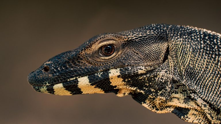 D&eacute;couvrez pourquoi cet &eacute;cran de 27 pouces &agrave; 300 Hz et 1 ms est incontournable pour les gamers