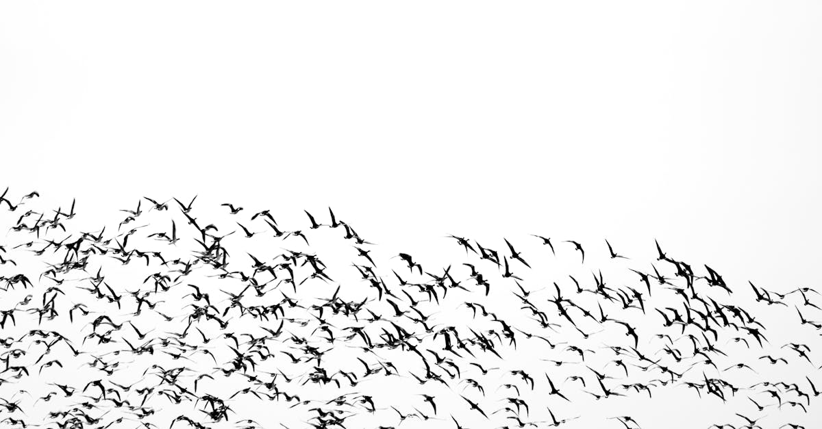 découvrez comment optimiser la migration de vos données avec des stratégies efficaces et des outils performants. assurez la continuité de vos opérations tout en préservant l'intégrité et la sécurité de vos données.