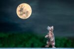 découvrez comment créer une meta description efficace en français pour optimiser le référencement de vos pages web et attirer plus de visiteurs sur votre site.