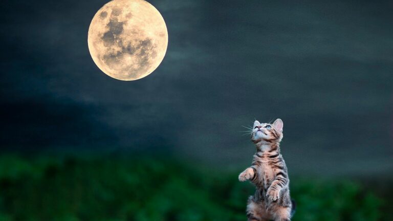 d&eacute;couvrez comment cr&eacute;er une meta description efficace en fran&ccedil;ais pour optimiser le r&eacute;f&eacute;rencement de vos pages web et attirer plus de visiteurs sur votre site.