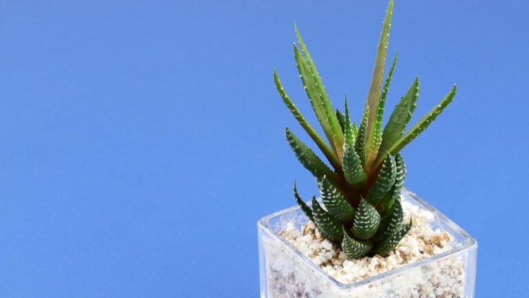 découvrez notre sélection de mini pc performants et compacts, idéals pour le bureau ou la maison. profitez d’un ordinateur puissant, économe en énergie et facile à installer. trouvez le mini pc adapté à vos besoins !