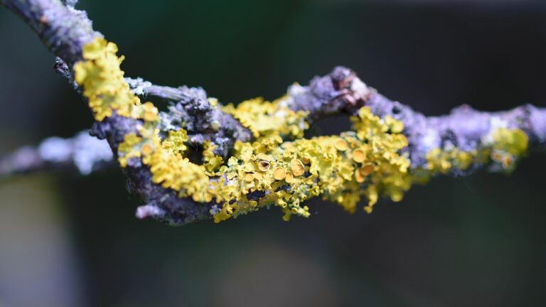 Windows 11 prend les devants sur Windows 10, mais son ascendant demeure fragile