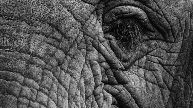 Skins personnalis&eacute;s : comment cr&eacute;er et installer votre propre design unique pour vos appareils