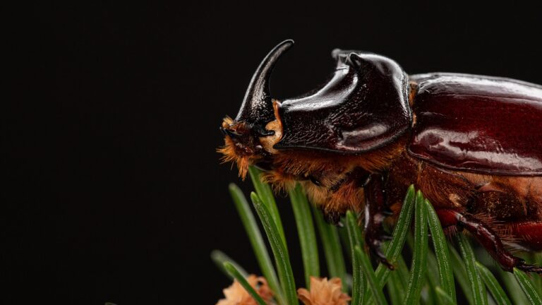 Windows 11 : Microsoft r&eacute;sout enfin un bug qui perturbait les joueurs depuis mai