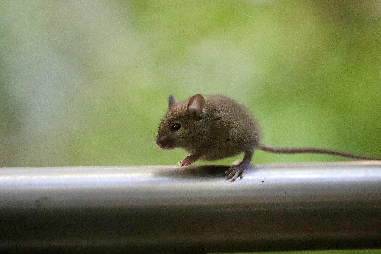d&eacute;couvrez la souris logitech, alliant pr&eacute;cision, confort et technologie avanc&eacute;e pour une exp&eacute;rience informatique optimale.