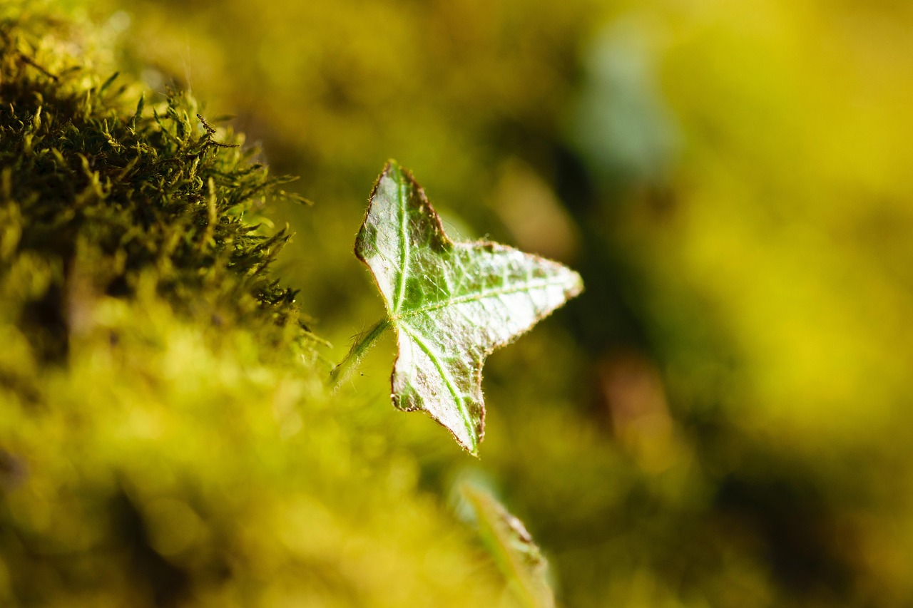 Windows 11 : Microsoft r&eacute;volutionne la gestion des applications en int&eacute;grant le Store directement dans les Param&egrave;tres