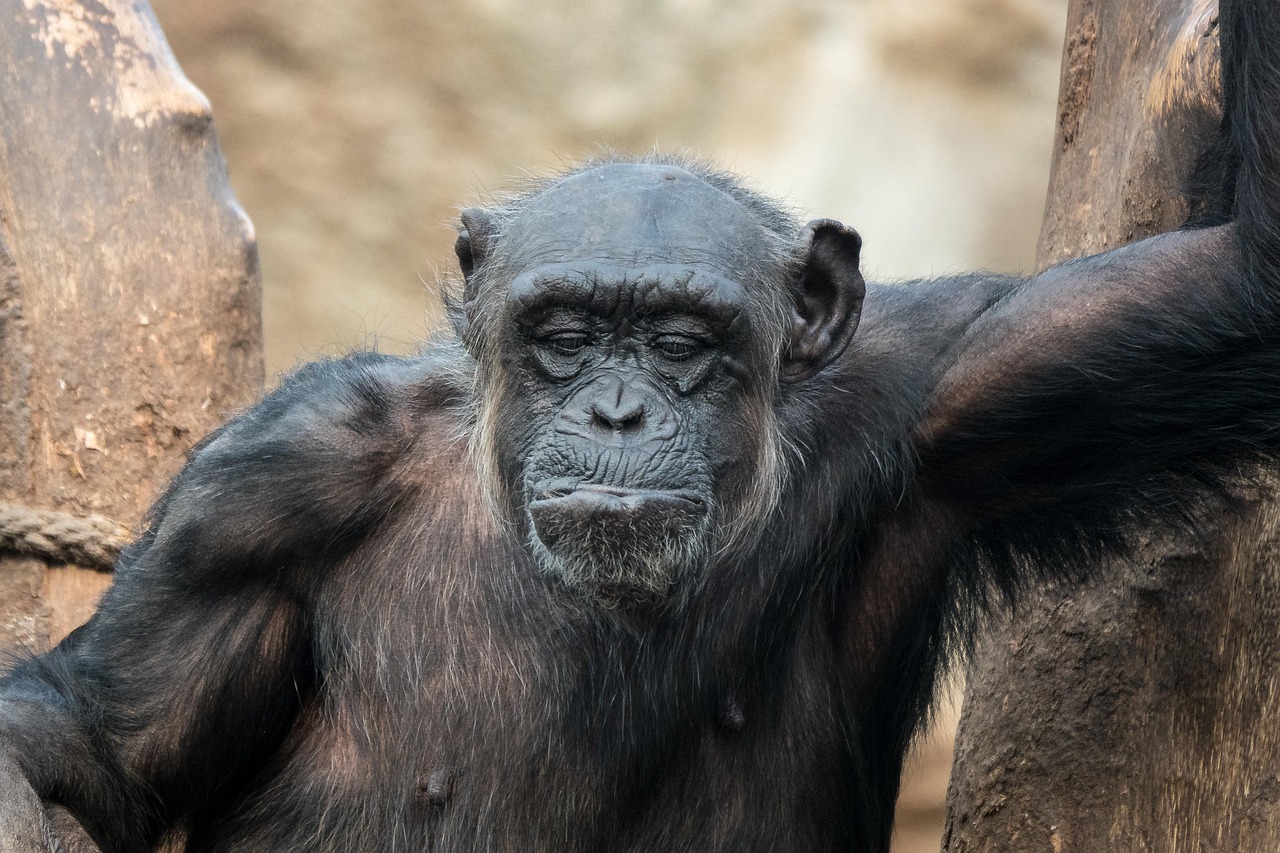 Évolution des systèmes réseaux : vers une gestion plus agile