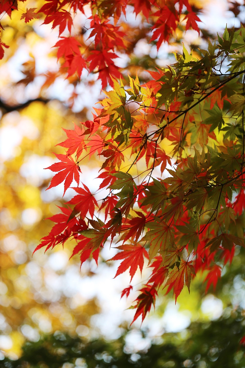 d&eacute;couvrez comment la cor&eacute;e du sud investit massivement dans les startups technologiques innovantes pour stimuler la croissance &eacute;conomique et favoriser l'innovation.