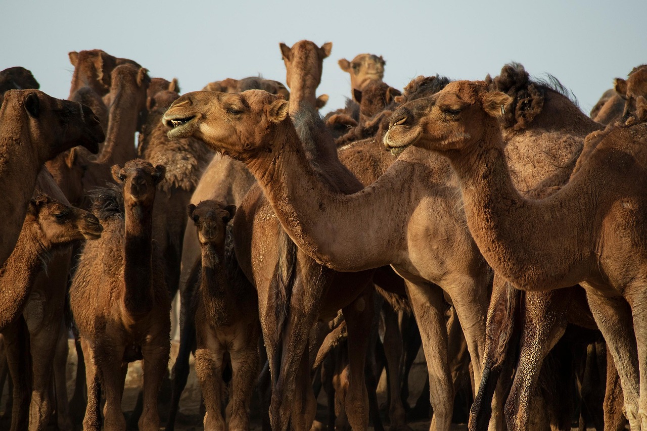 d&eacute;couvrez une analyse approfondie du conflit au moyen-orient, ses origines historiques, les enjeux actuels et les perspectives de paix.